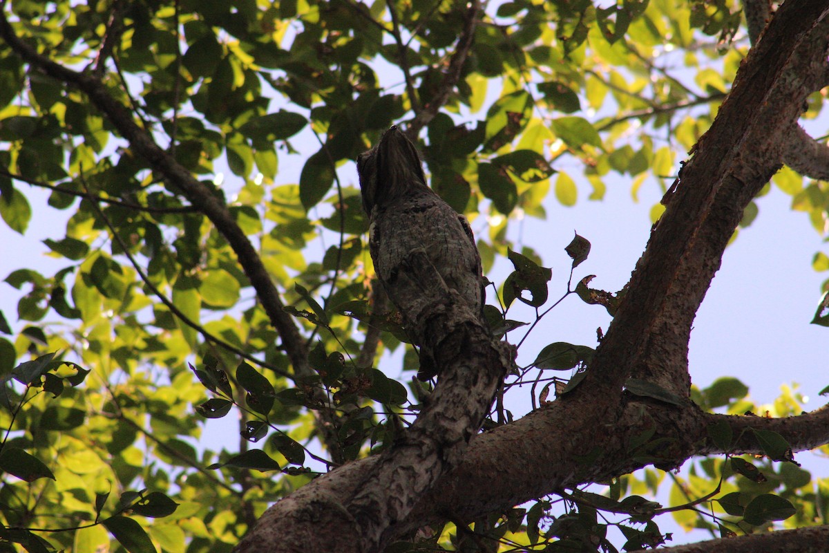 Northern Potoo - ML626714382