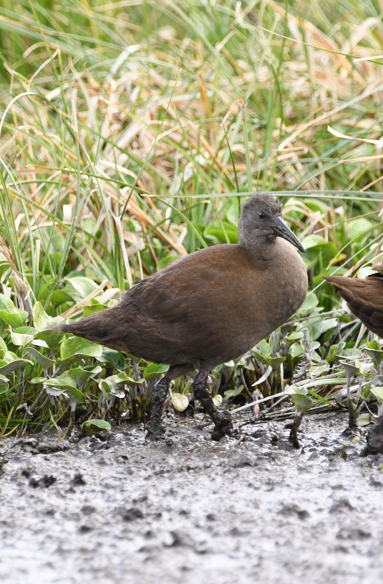 Plumbeous Rail - ML626714418
