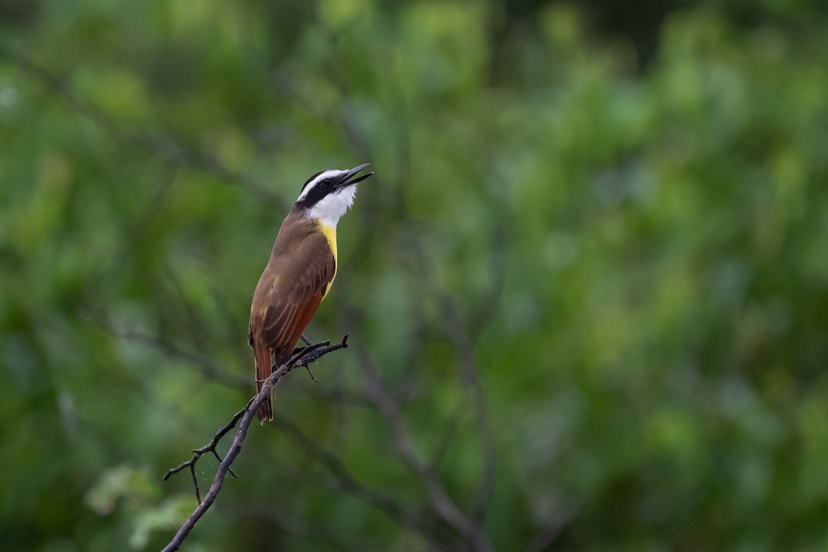 Great Kiskadee - ML626714423