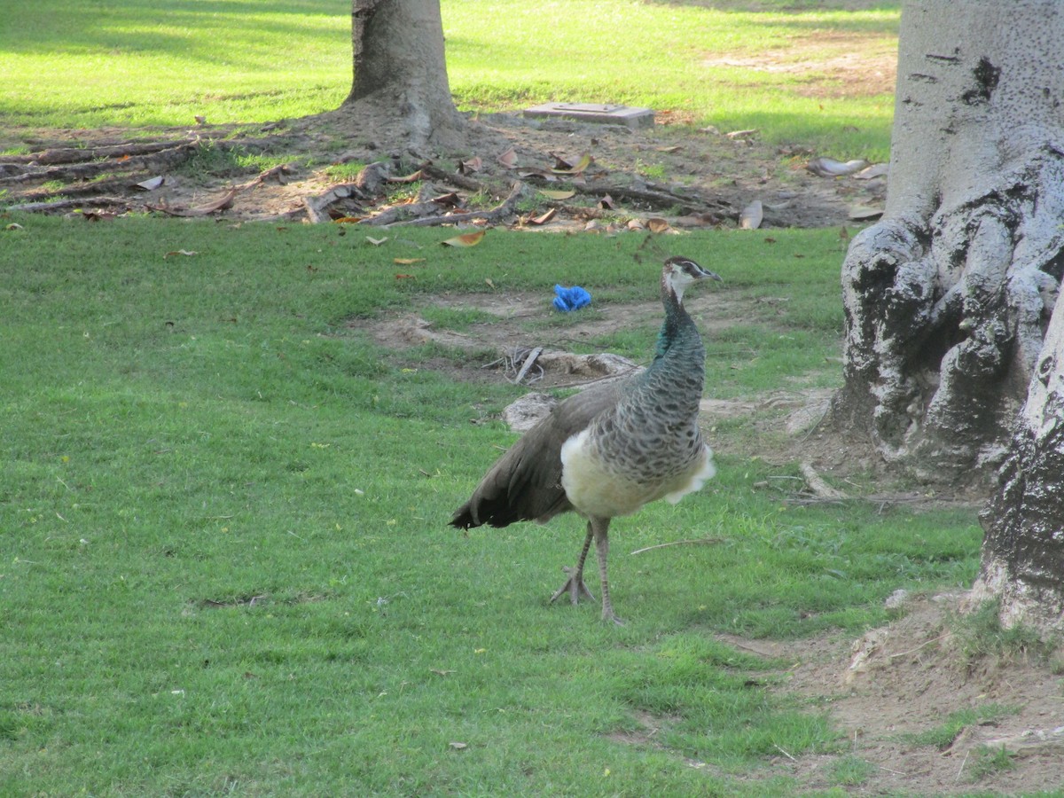 Indian Peafowl (Domestic type) - ML626714425