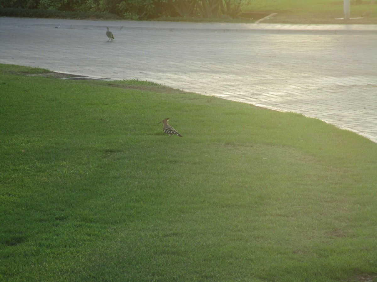 Eurasian Hoopoe - ML626714434