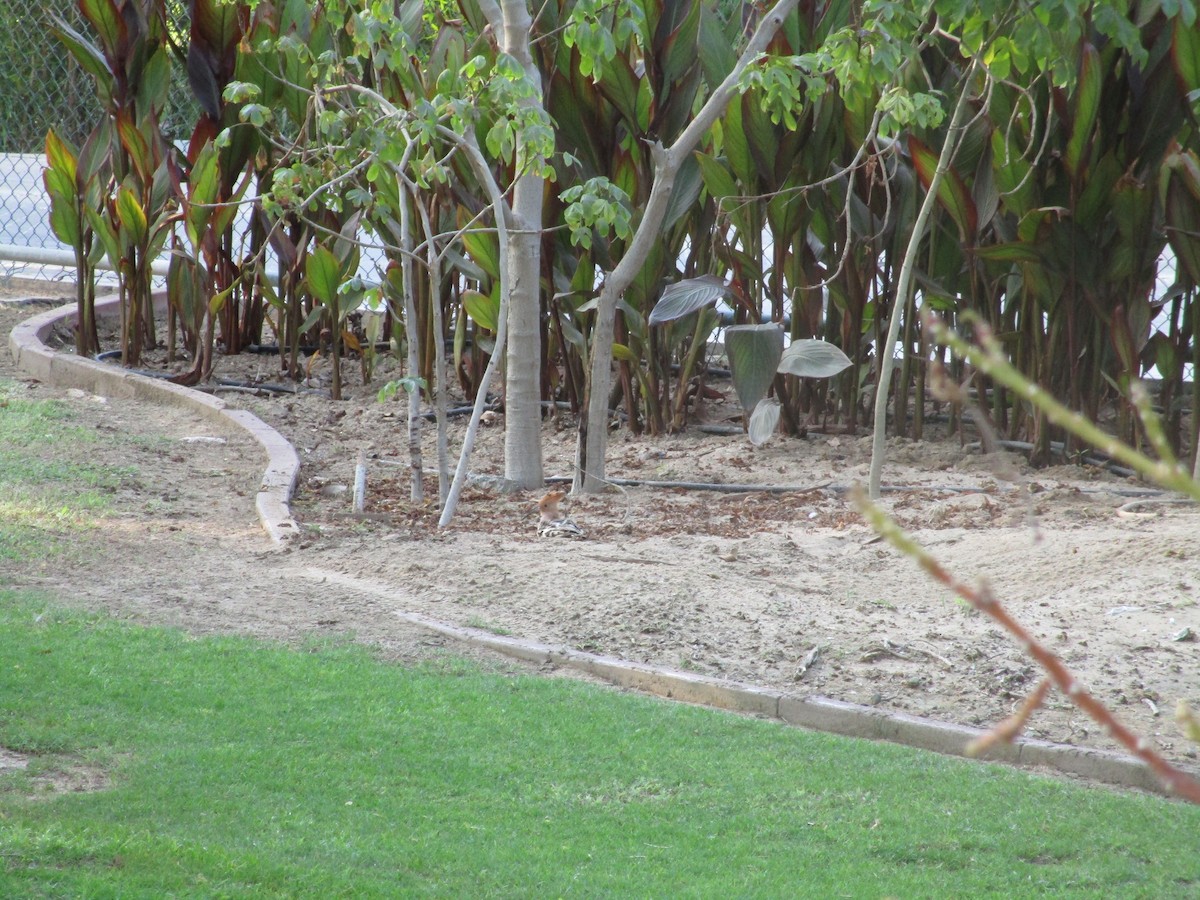 Eurasian Hoopoe - ML626714435