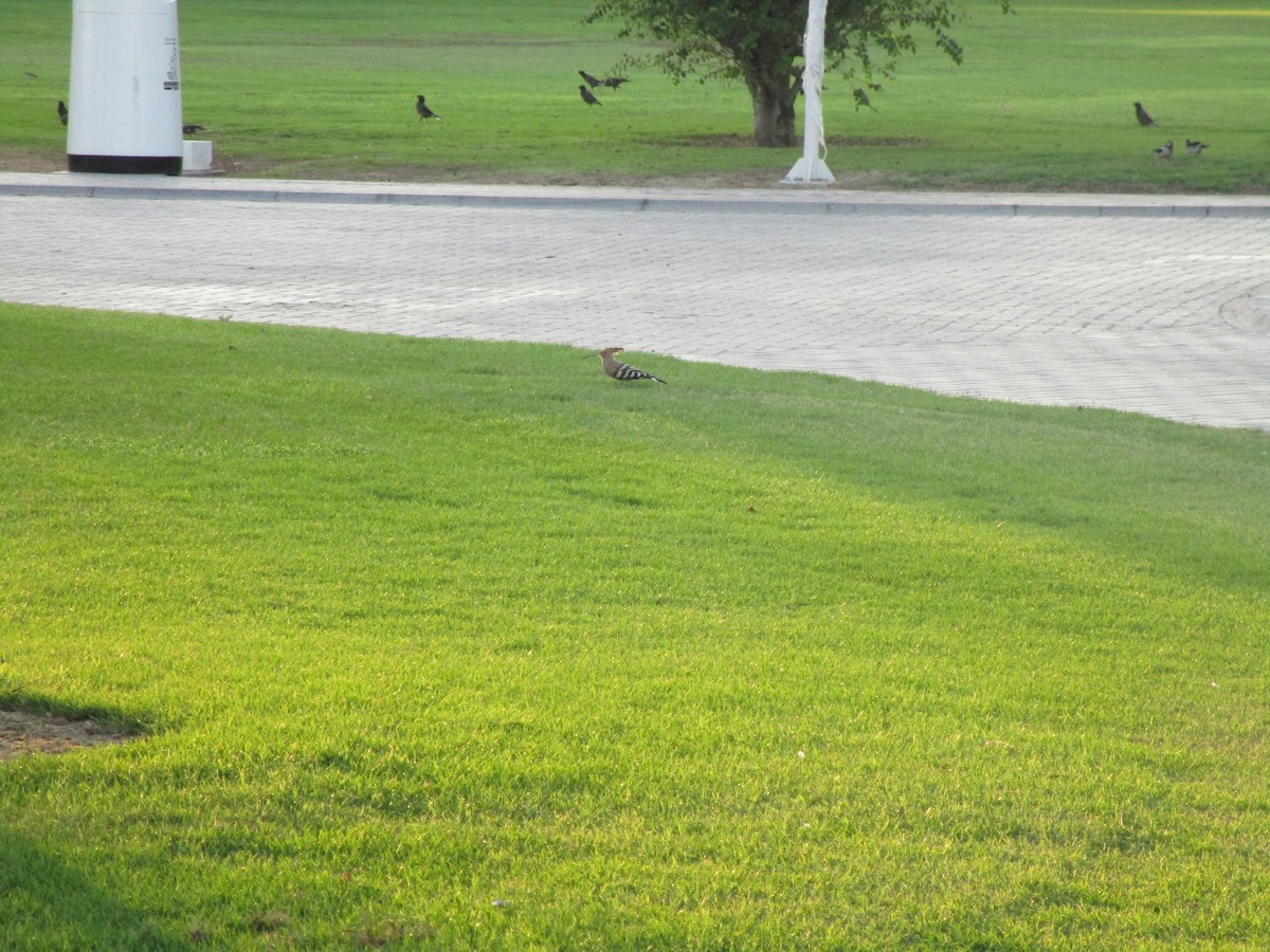 Eurasian Hoopoe - ML626714436