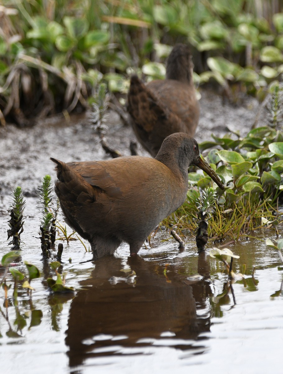 Plumbeous Rail - ML626714486