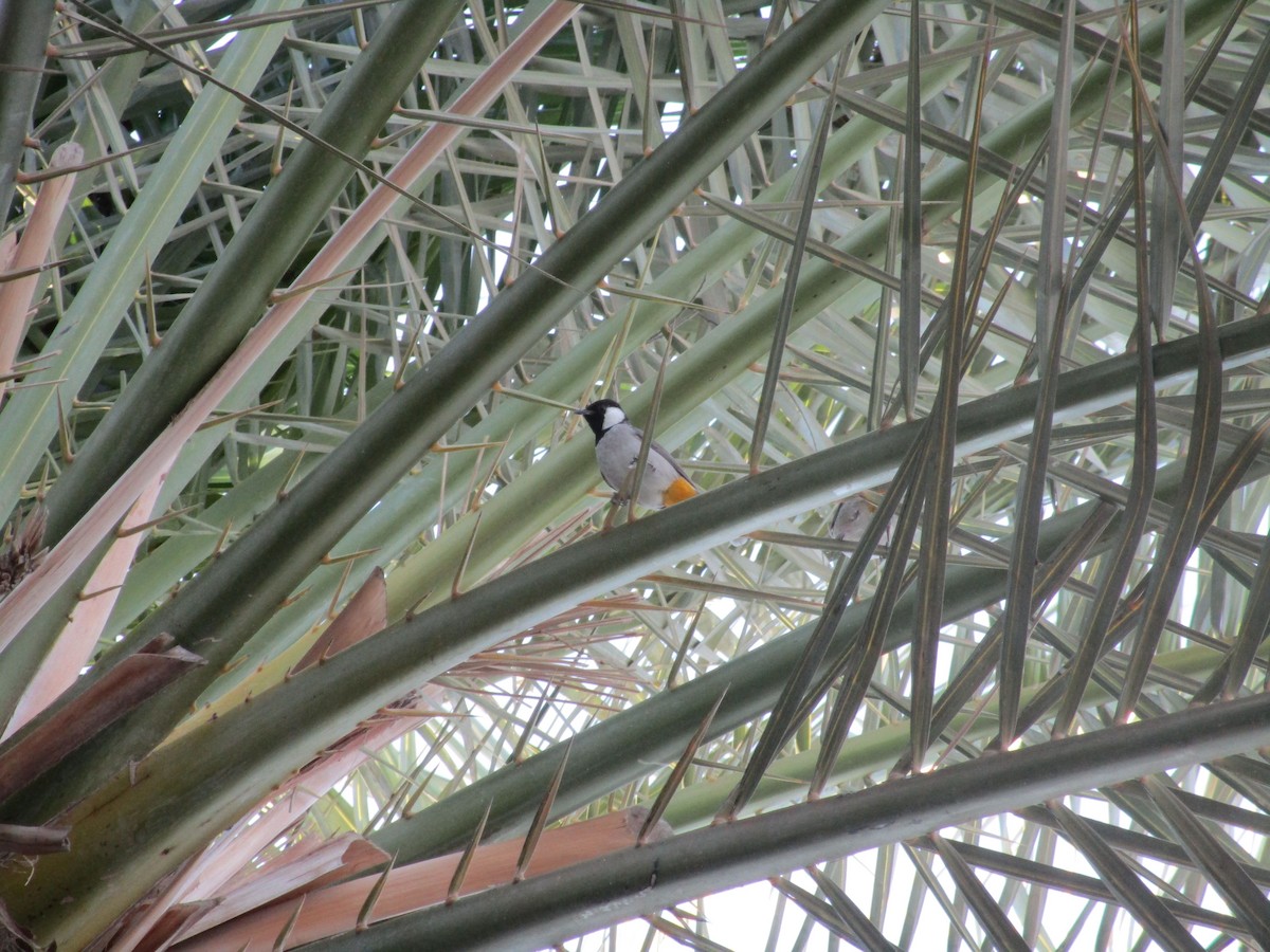 White-eared Bulbul - ML626714490