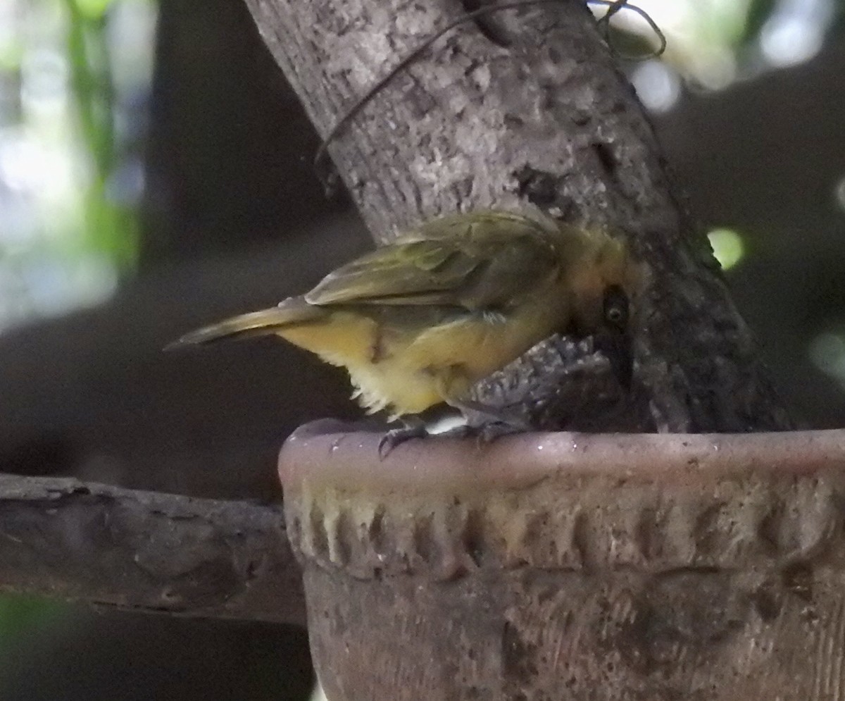 Olive-naped/Black-necked Weaver - ML626714491