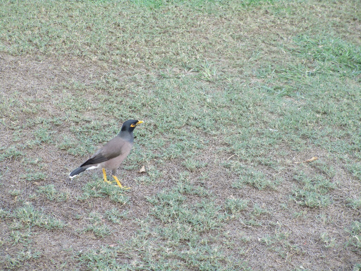 Common Myna - ML626714502