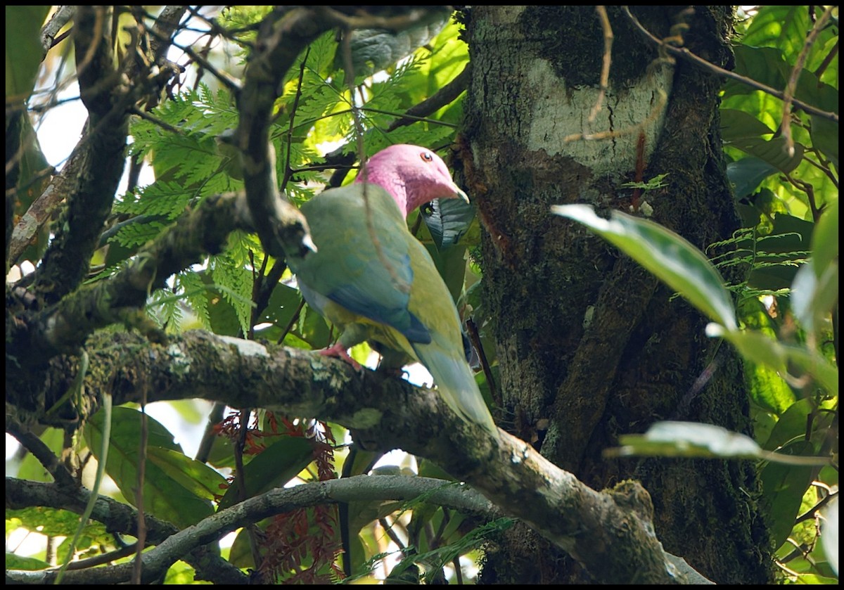 Pink-headed Fruit-Dove - ML626714555