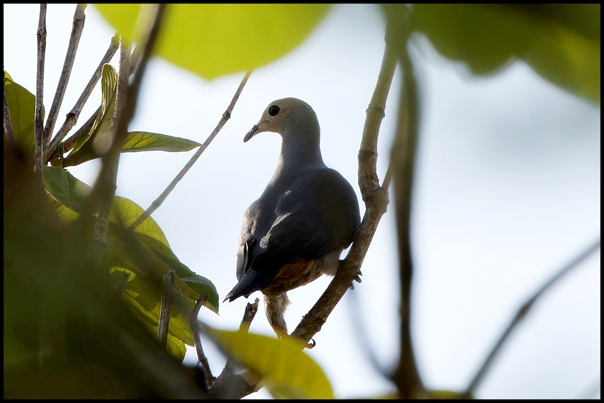 Pink-headed Imperial-Pigeon - ML626714577