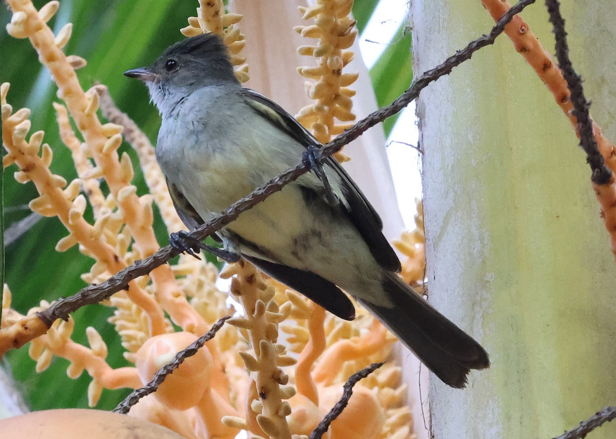 Noronha Elaenia - ML626714674