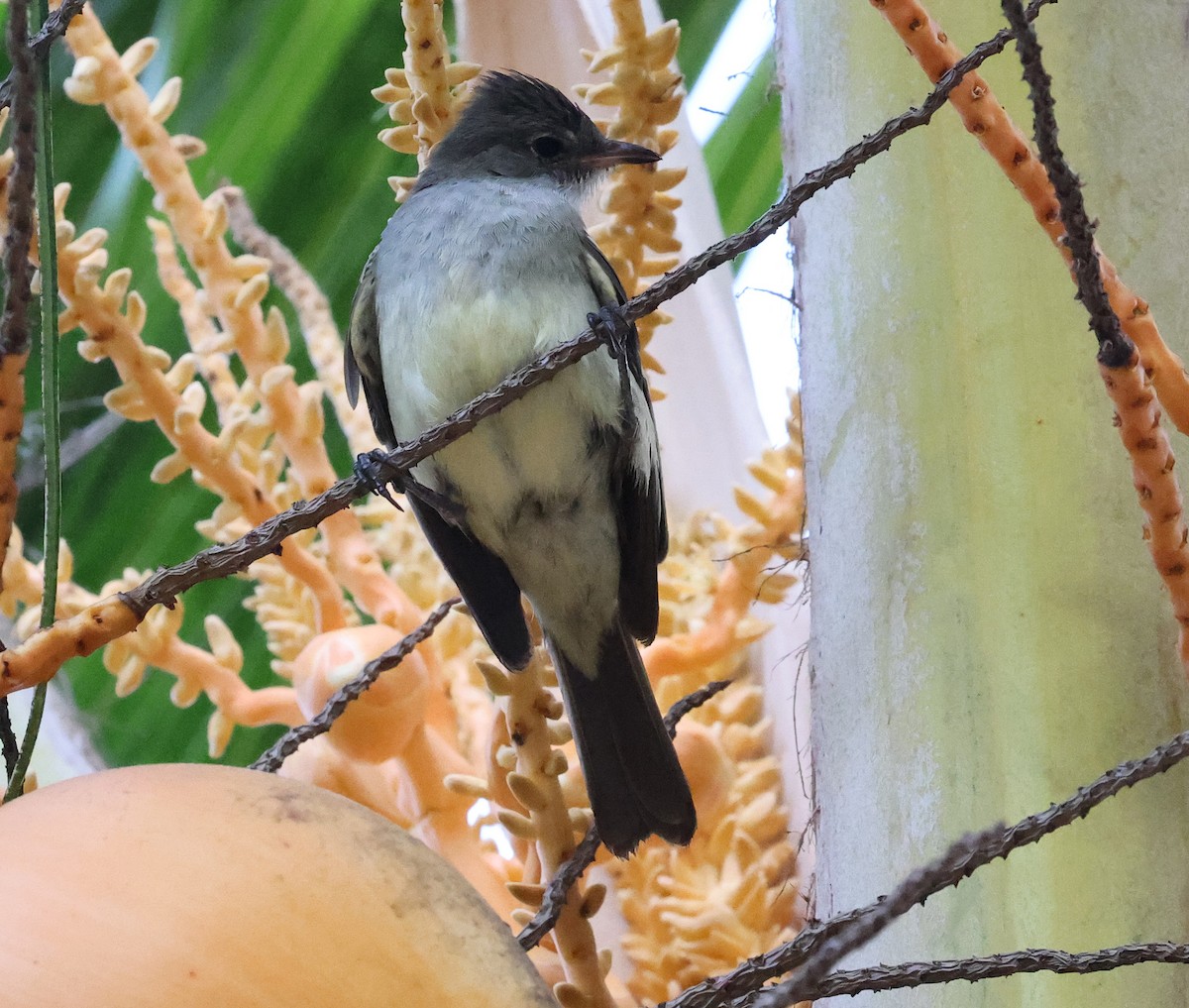 Noronha Elaenia - ML626714675