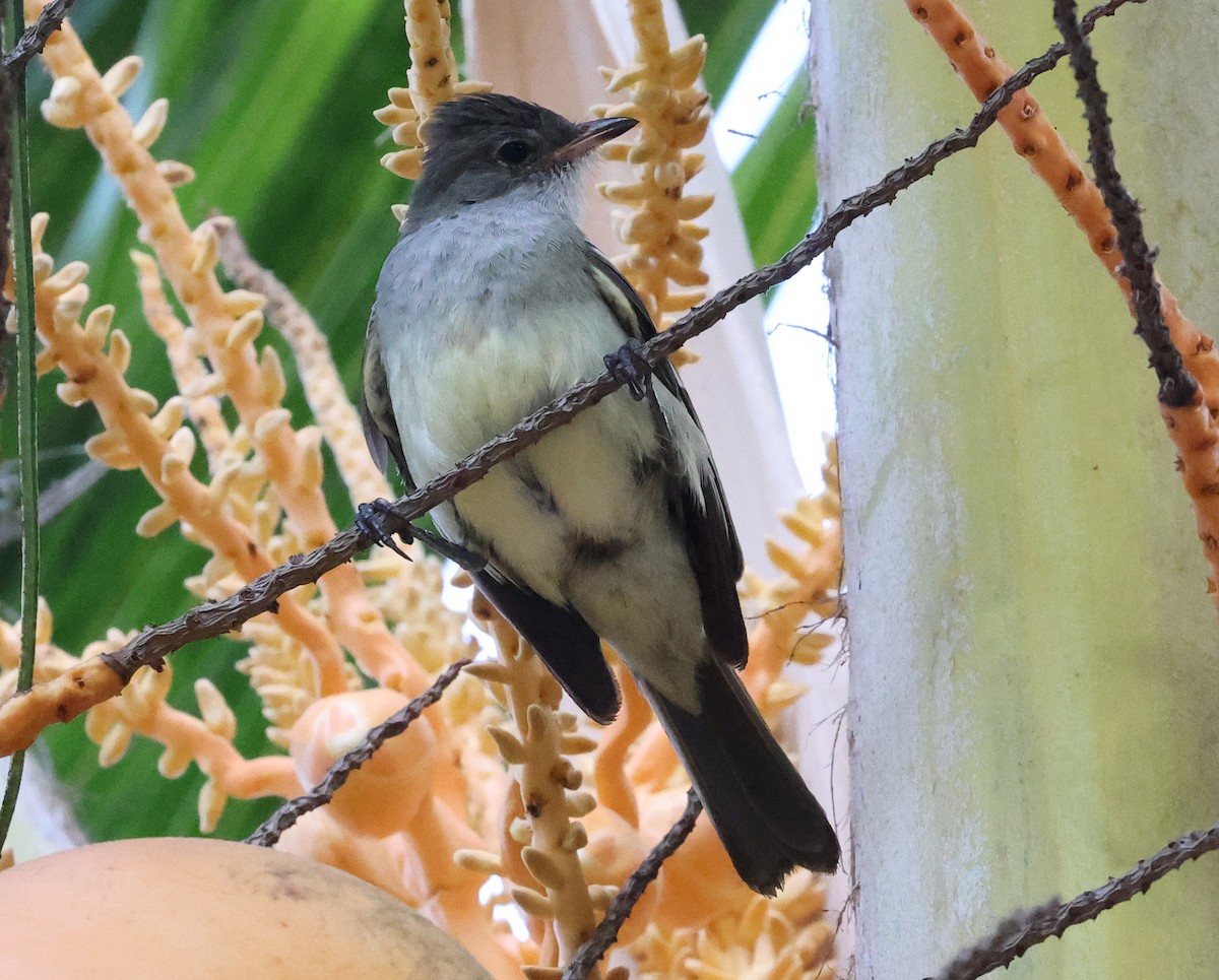 Noronha Elaenia - ML626714676