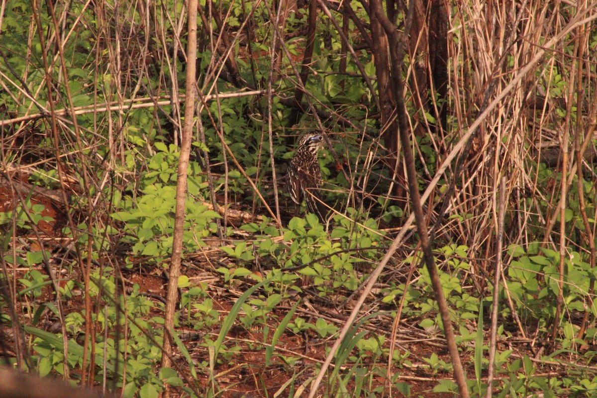 Lesser Roadrunner - ML626714776