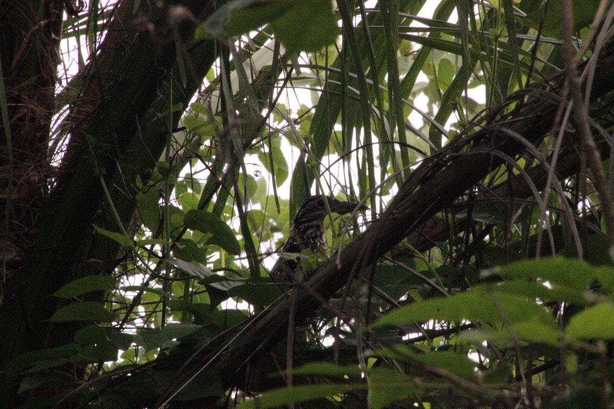 Lesser Roadrunner - ML626714794
