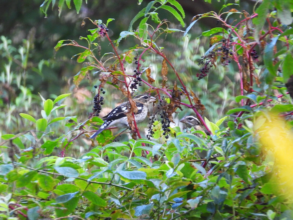 Rose-breasted Grosbeak - ML626715051