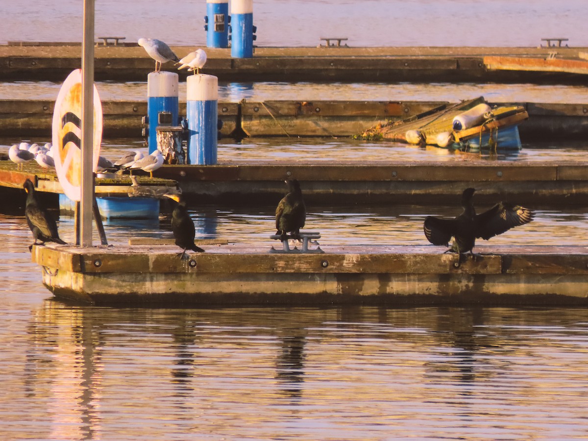 Great Cormorant - ML626715130