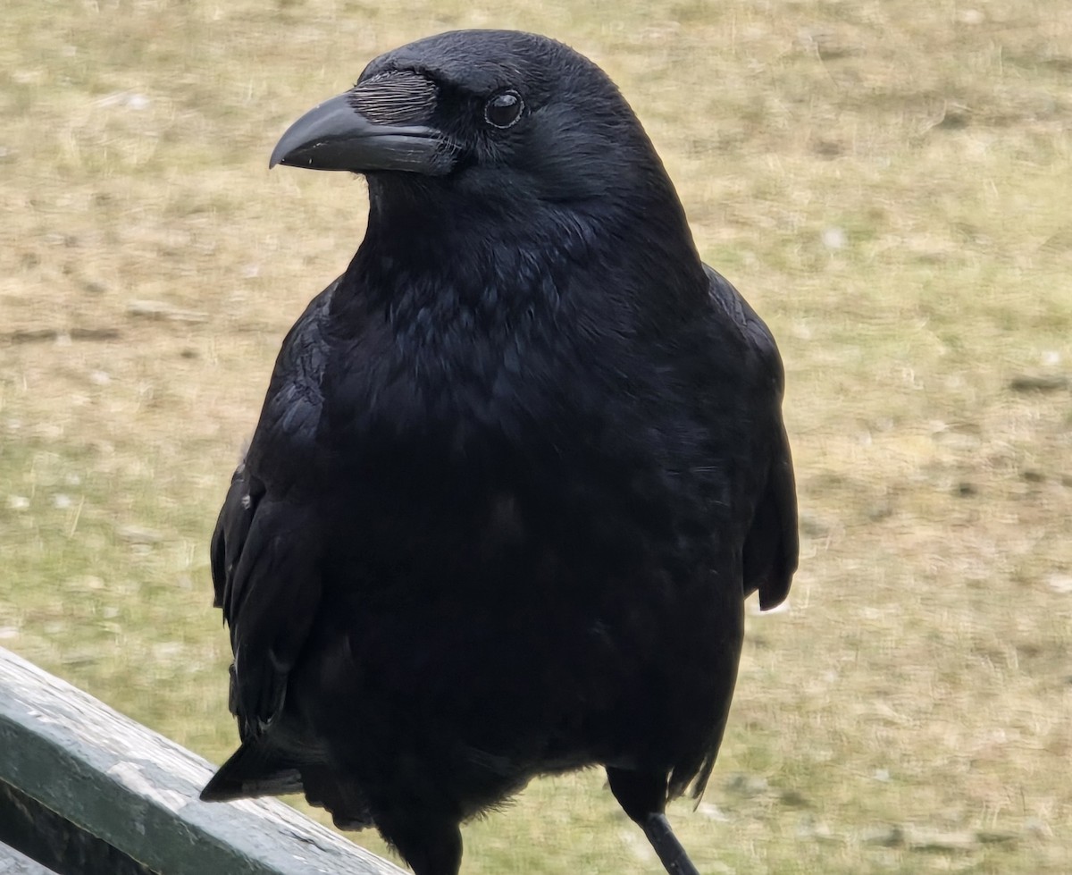 Carrion Crow - ML626715142