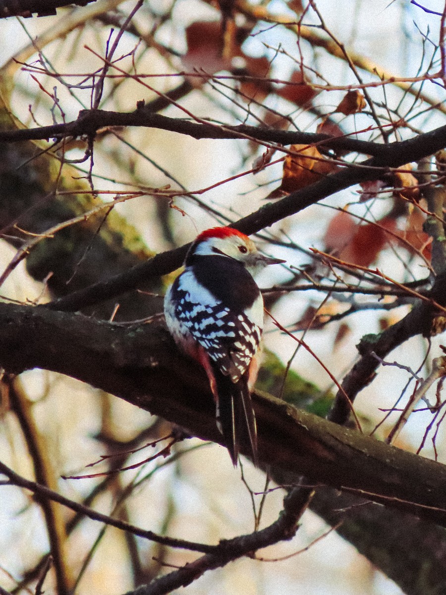 Lesser Spotted Woodpecker - ML626715178