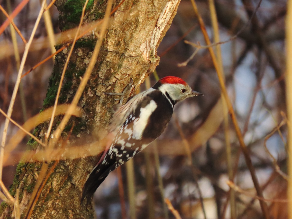 Lesser Spotted Woodpecker - ML626715192