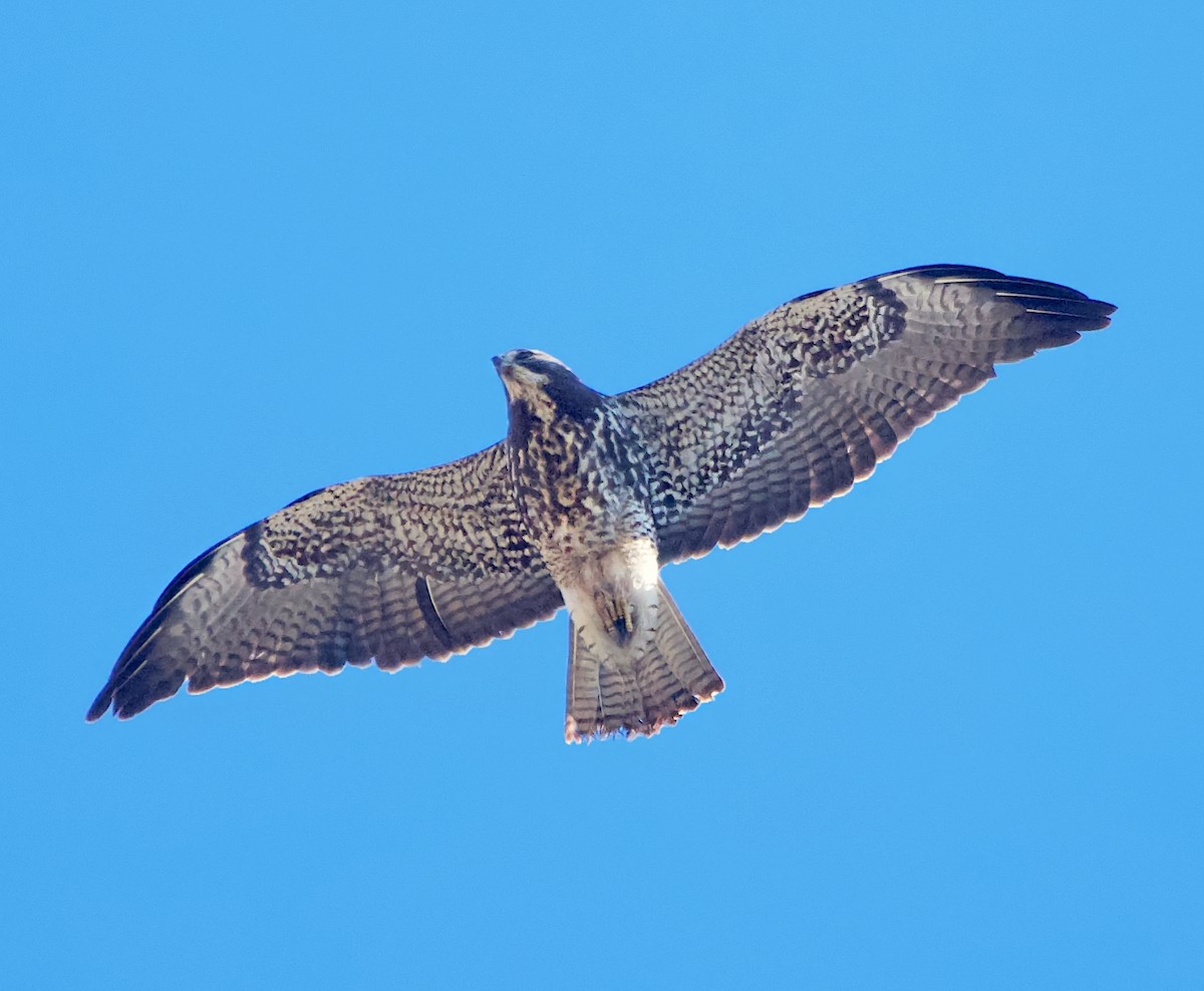 Swainson's Hawk - ML626715200