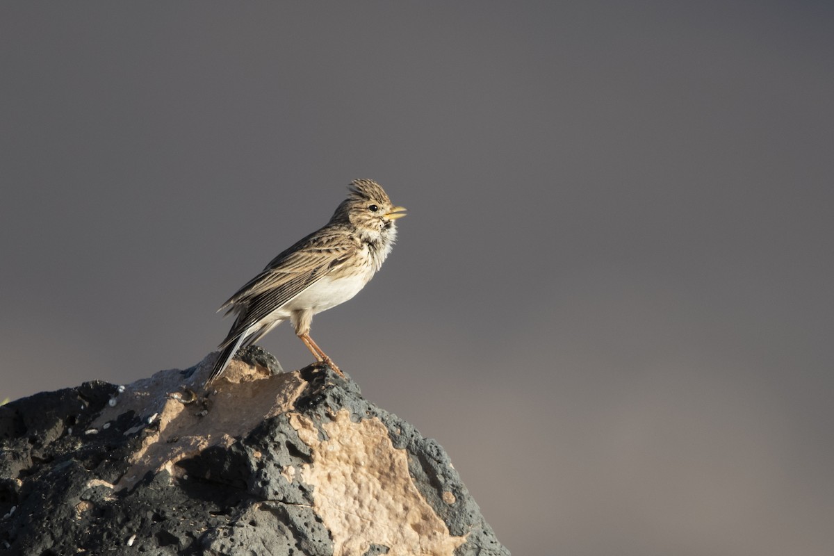 Mediterranean Short-toed Lark - ML626715203