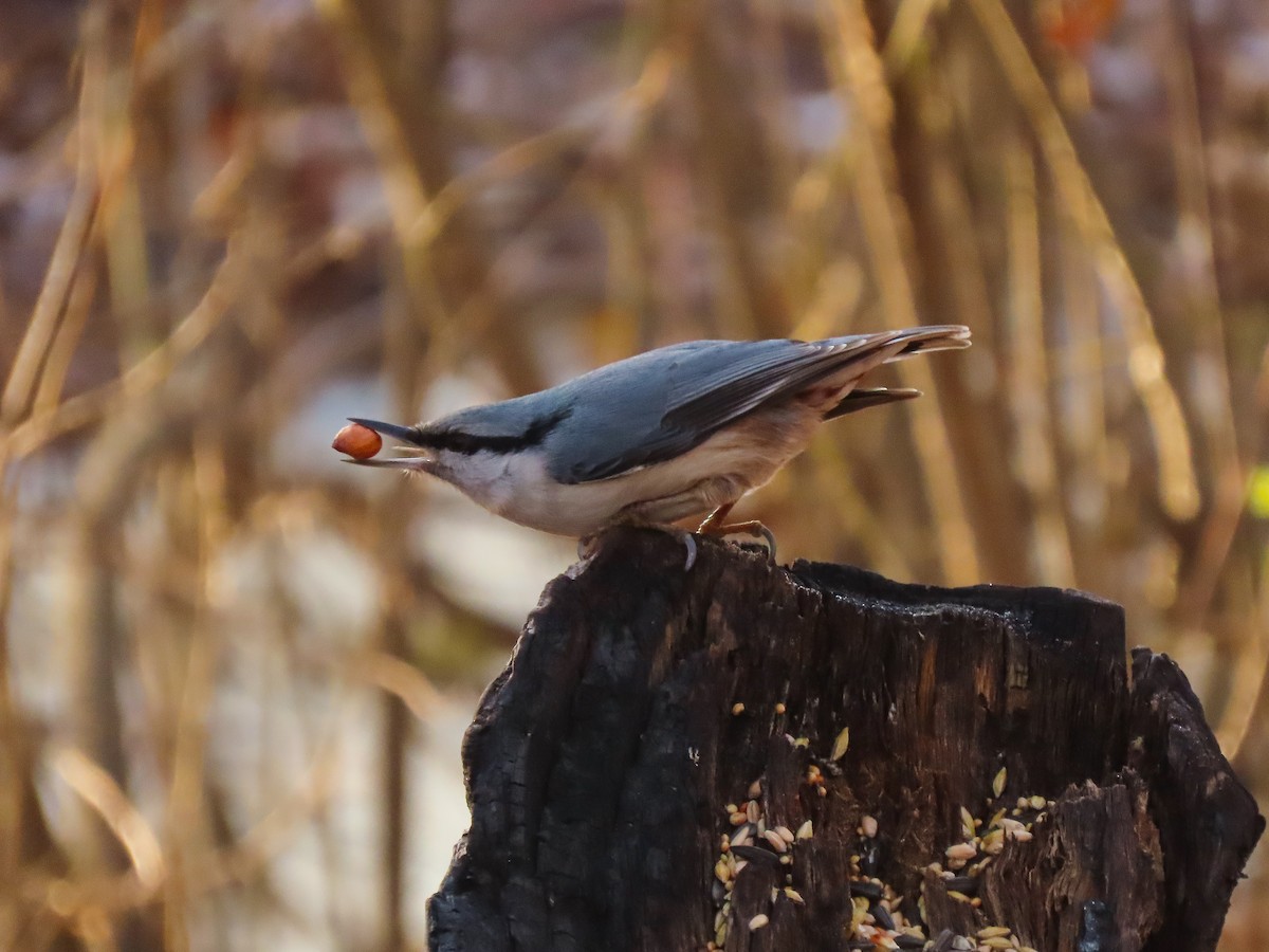 Eurasian Nuthatch - ML626715209