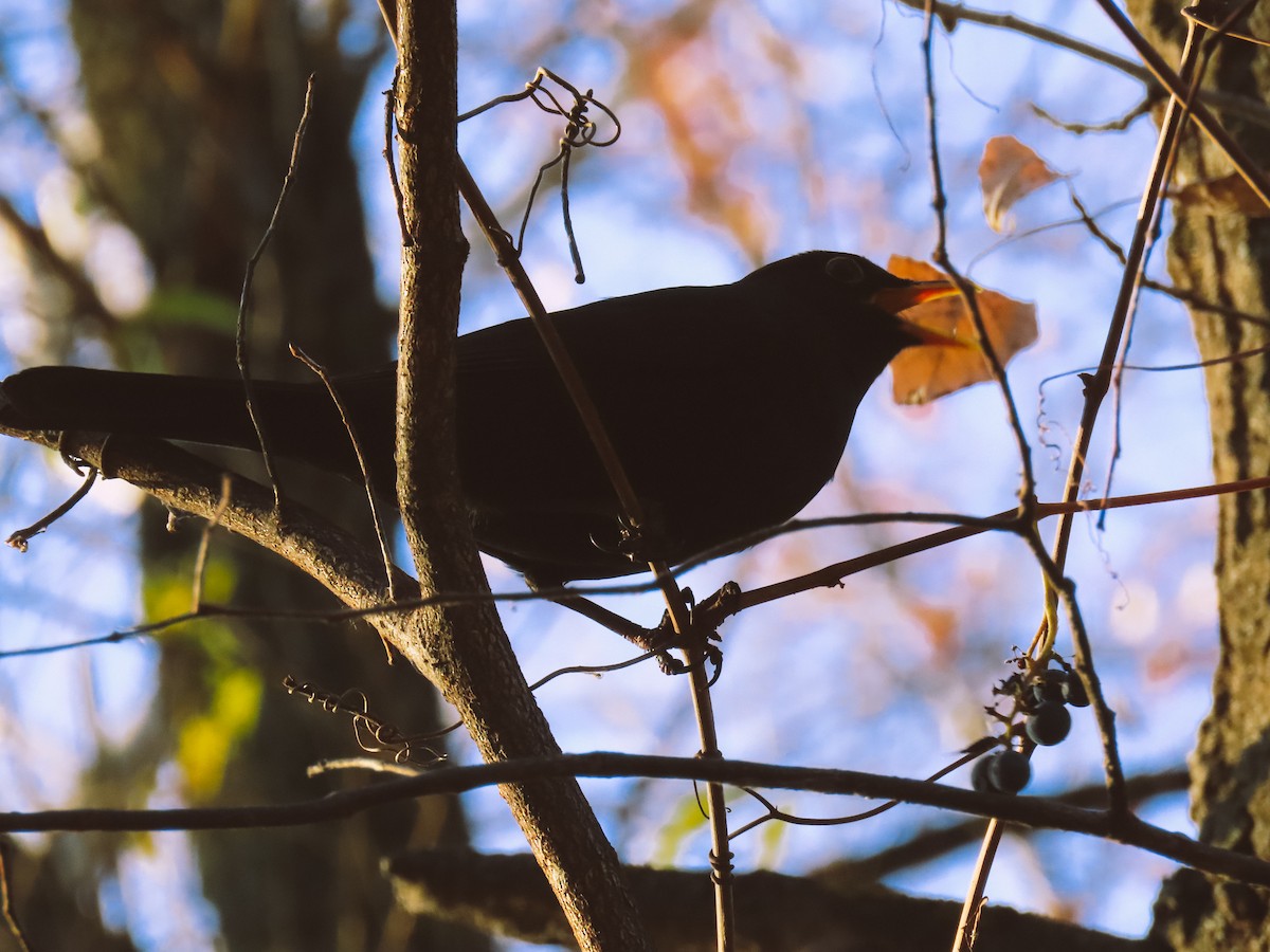 Eurasian Blackbird - ML626715228