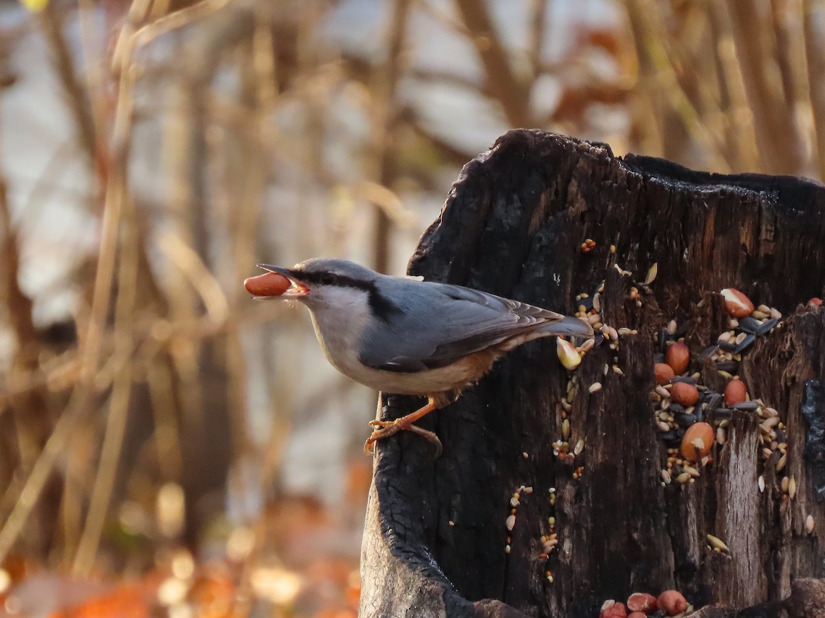 Eurasian Nuthatch - ML626715234