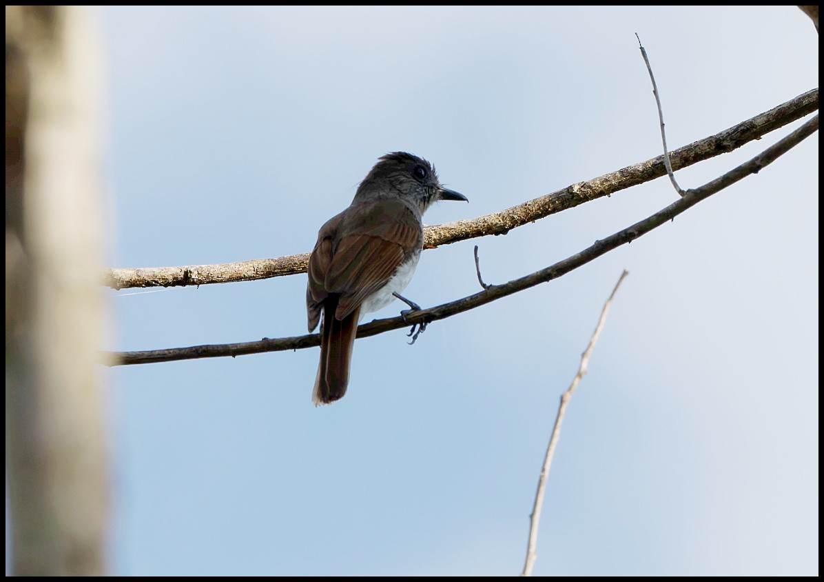Sumba Jungle Flycatcher - ML626715250
