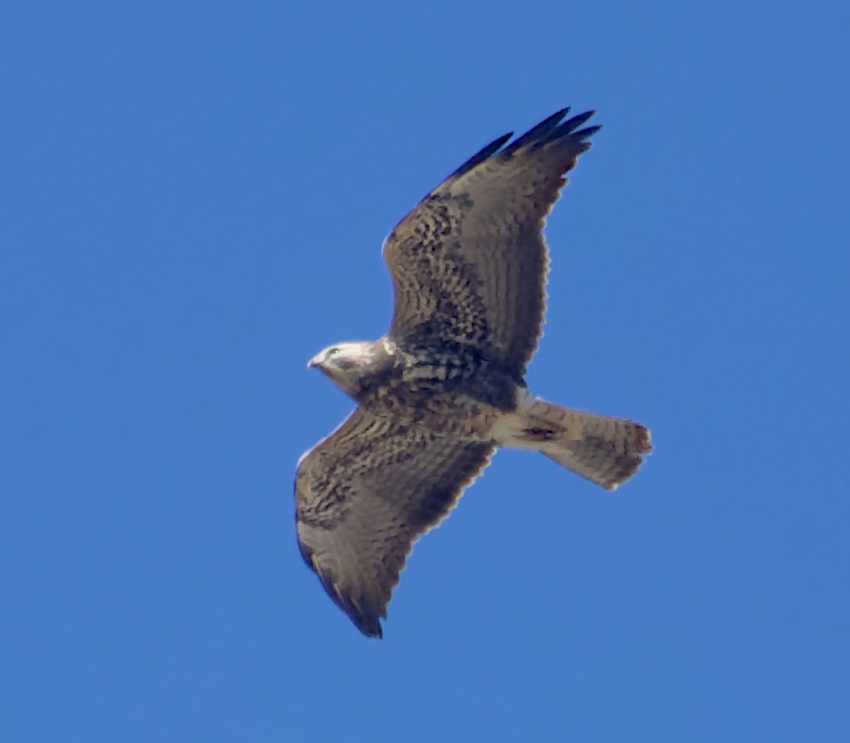 Swainson's Hawk - ML626715296