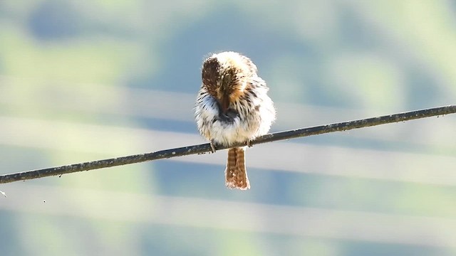 Spot-backed Puffbird - ML626715507