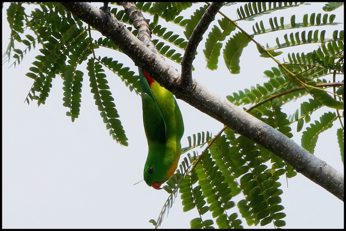 Yellow-throated Hanging-Parrot - ML626715511