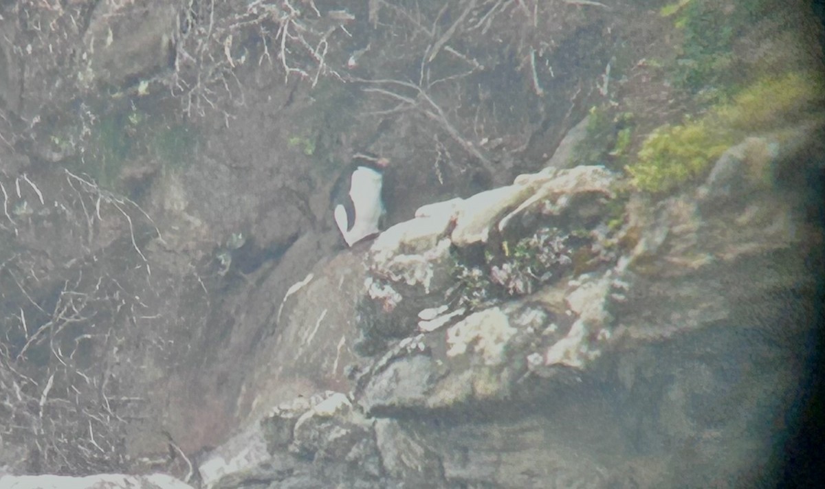 Fiordland Penguin - ML626715726