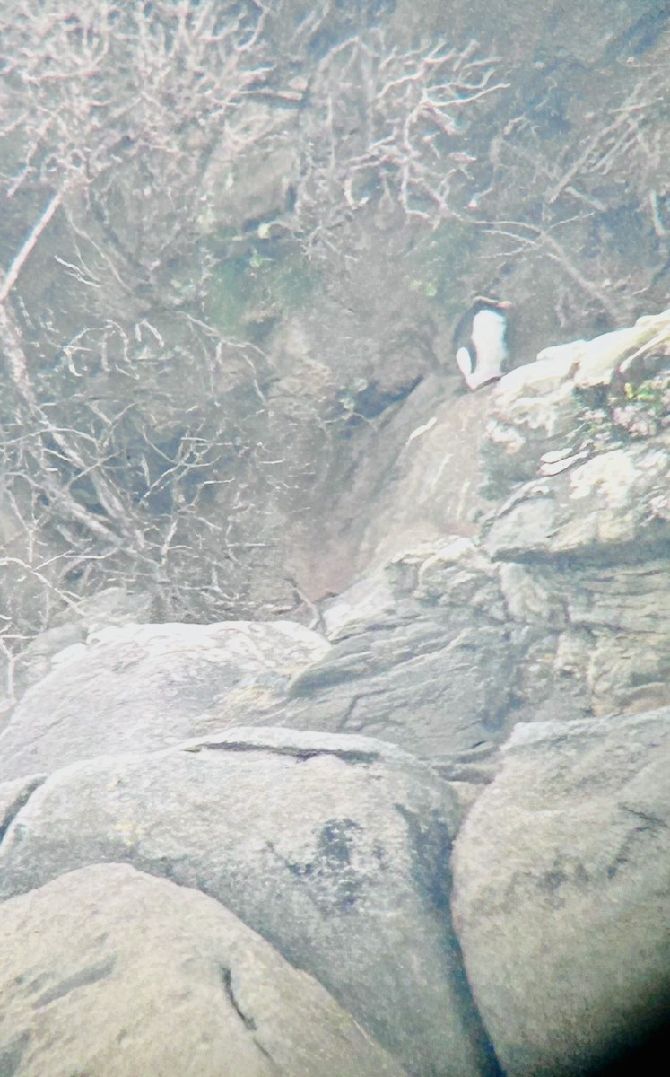 Fiordland Penguin - ML626715727