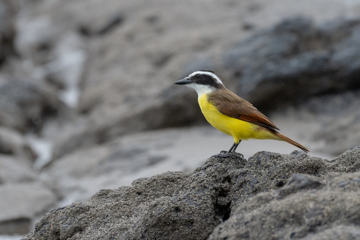 Great Kiskadee - ML626715915