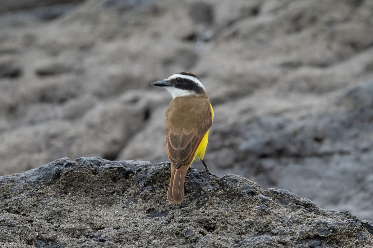 Great Kiskadee - ML626715916