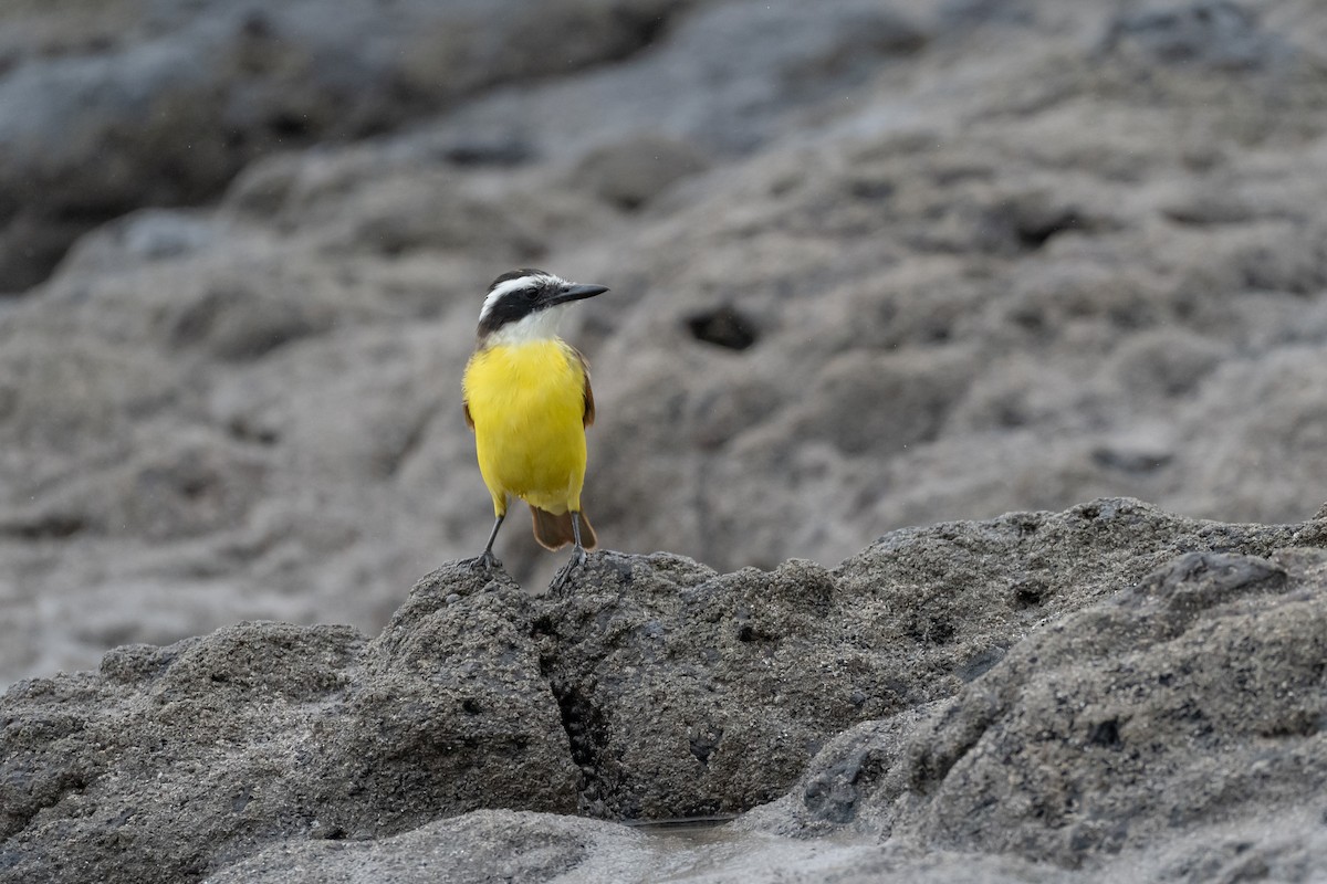 Great Kiskadee - ML626715919