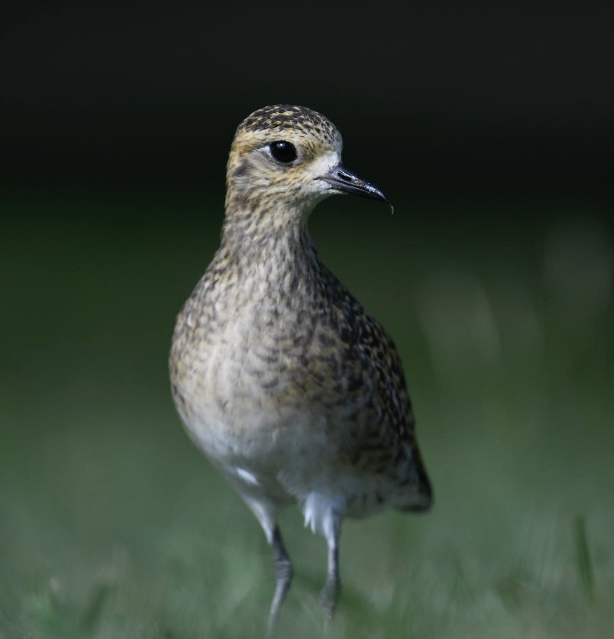 Pacific Golden-Plover - ML626715938