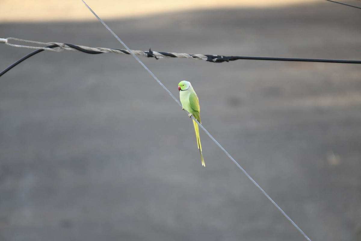 Rose-ringed Parakeet - ML626715941