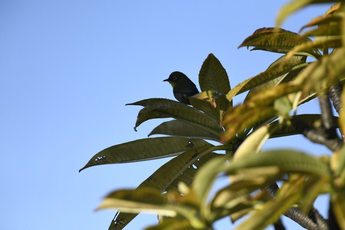 Warbling White-eye - ML626715952