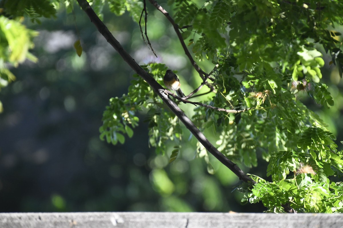 White-rumped Shama - ML626715962