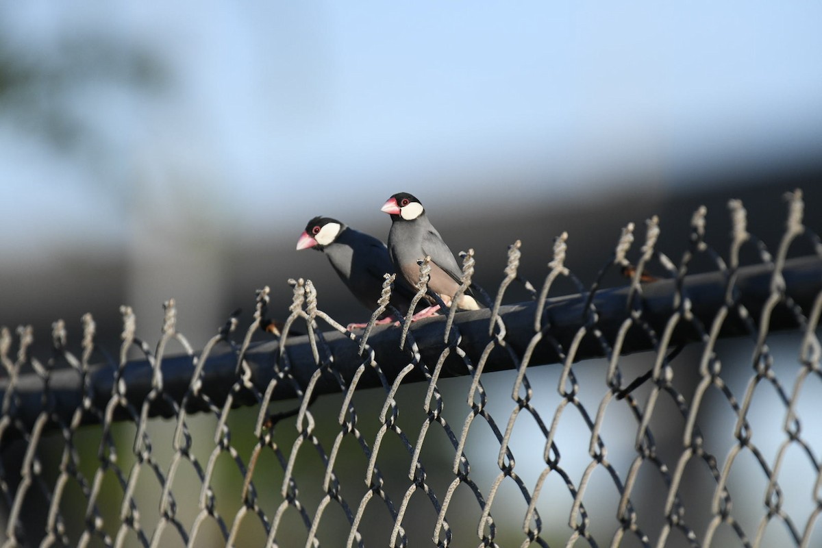 Java Sparrow - ML626715975