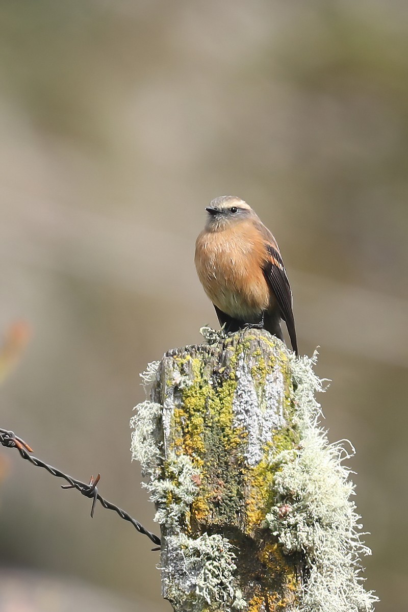 Brown-backed Chat-Tyrant - ML626715991