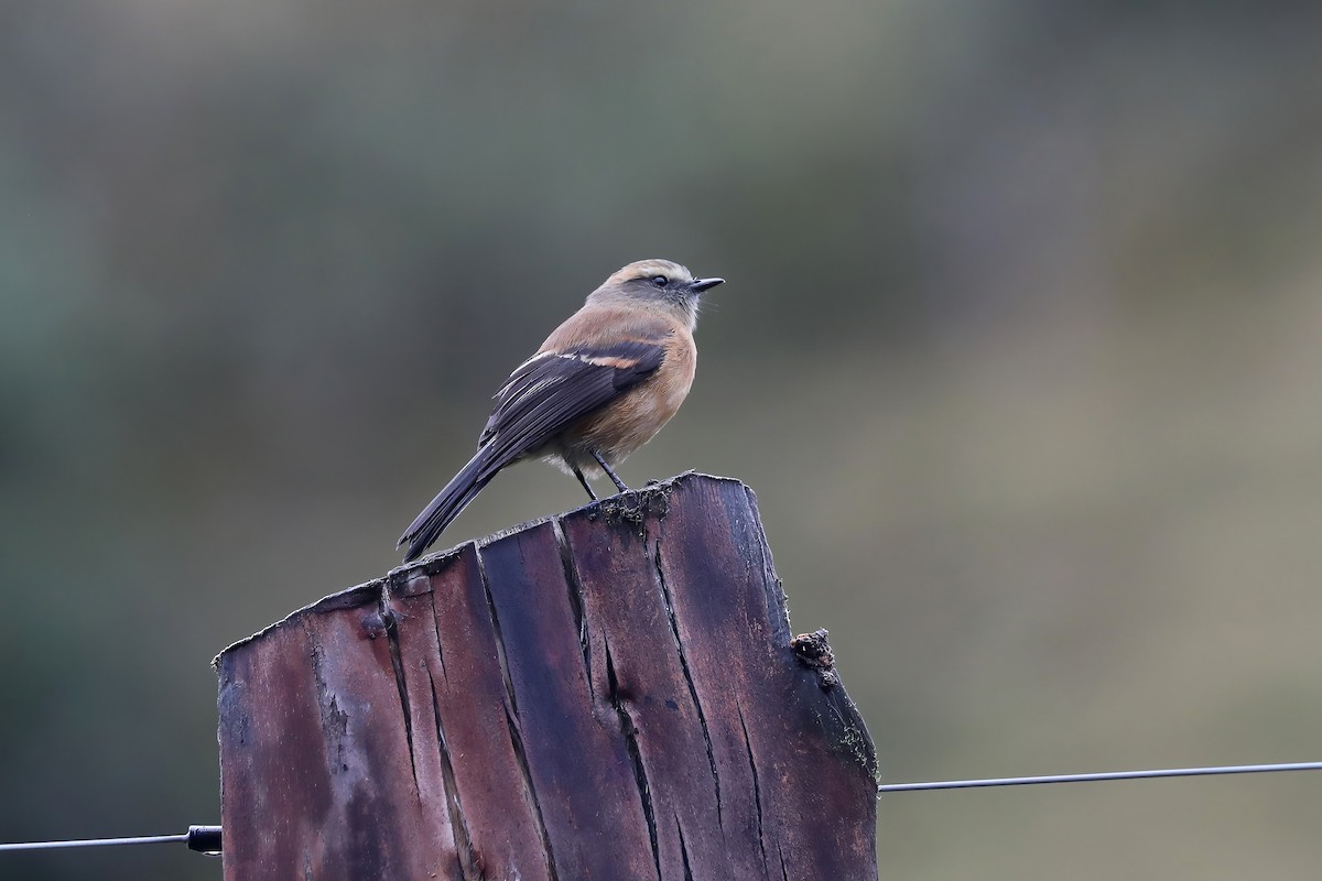 Brown-backed Chat-Tyrant - ML626715992