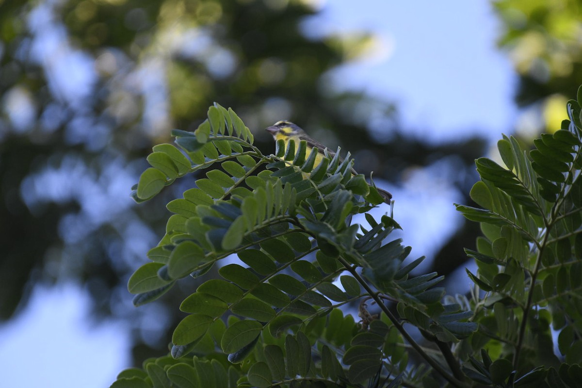Yellow-fronted Canary - ML626716008