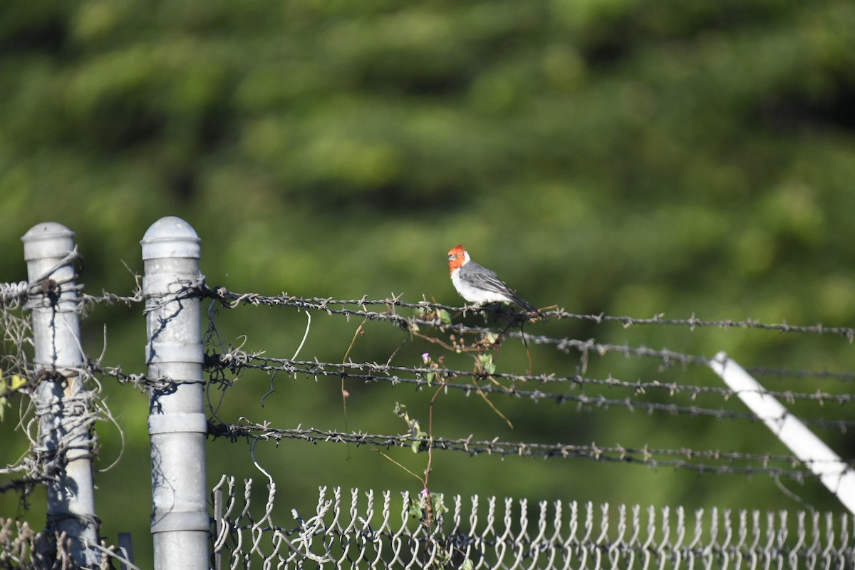 Red-crested Cardinal - ML626716017