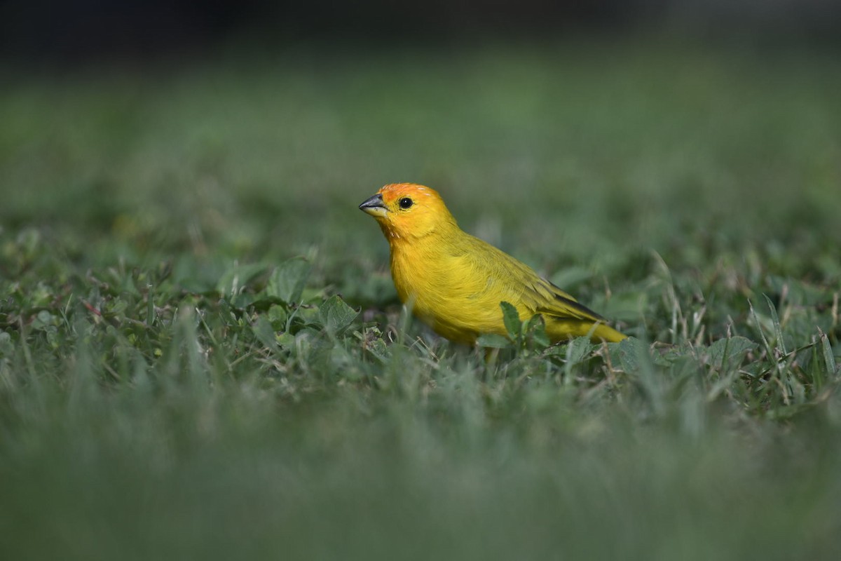 Saffron Finch - ML626716022