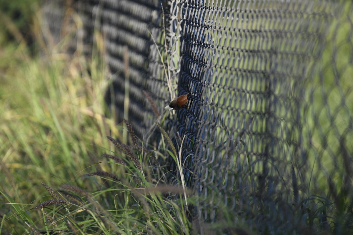 Chestnut Munia - ML626716278