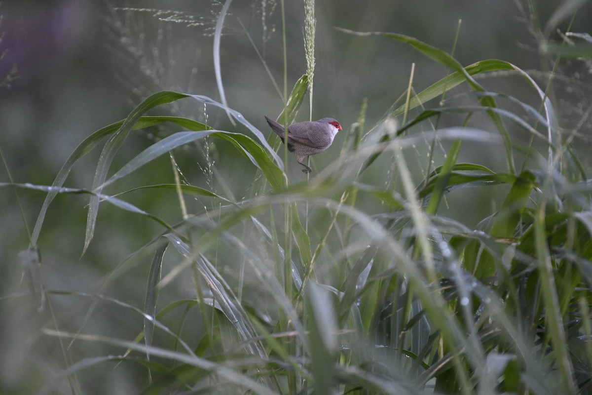 Common Waxbill - ML626716290