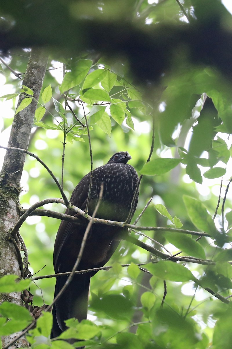 Cauca Guan - ML626716337